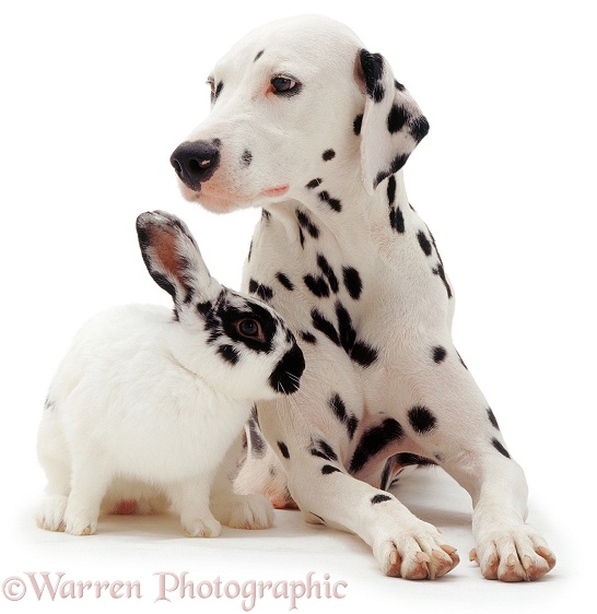 Dalmatian and rabbit, white background