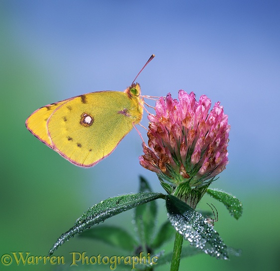 Clouded Yellow (Colias croceus) on clover.  Europe