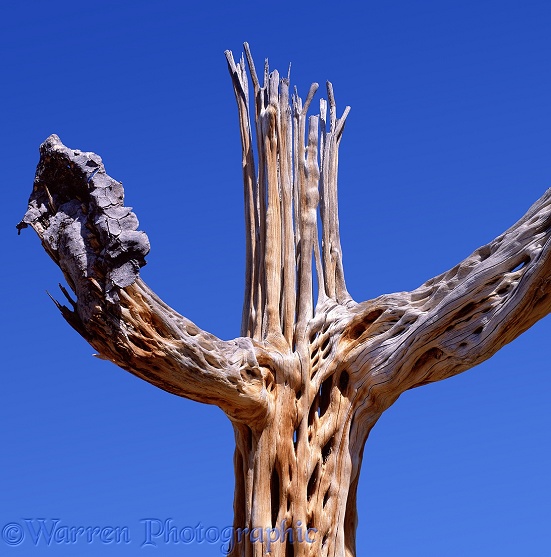 Dead trunk of a Saguaro Cactus (Carnegiea gigantia).  Sonoran Desert, N. America