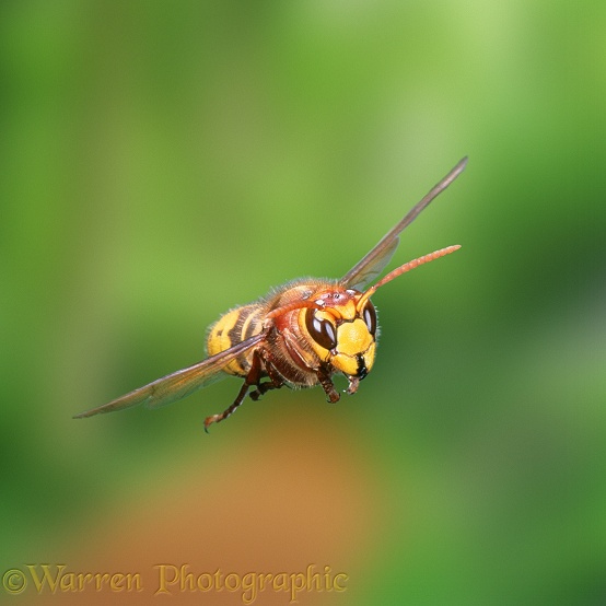 Hornet (Vespa crabro) worker in flight