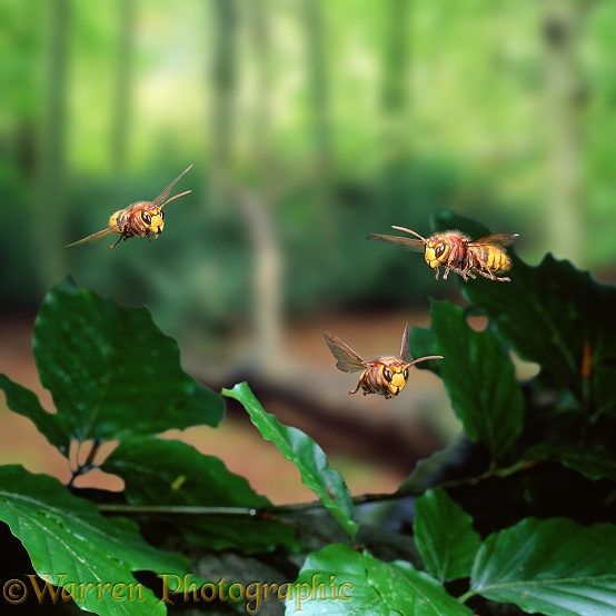 Hornet (Vespa crabro) workers in flight, approaching the nest