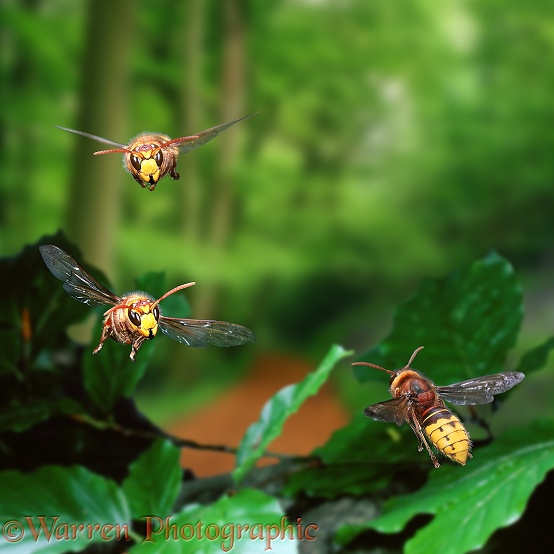 Hornet (Vespa crabro) workers in flight, approaching and leaving the nest.  Europe