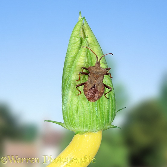 Squash Bug (Coreus marginatus) on courgette flower