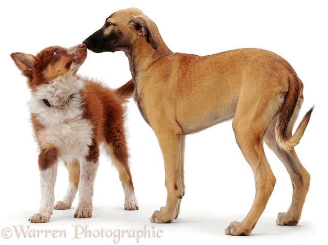 Red tricolour Border Collie dog pup Chester, sniffing noses with blue brindle Saluki Lurcher Tansy when they meet, white background
