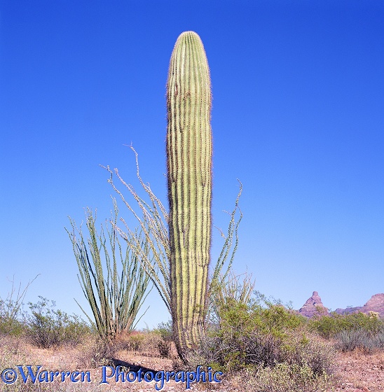 Saguaro Cactus (Carnegiea gigantia).  Sonoran Desert, N. America