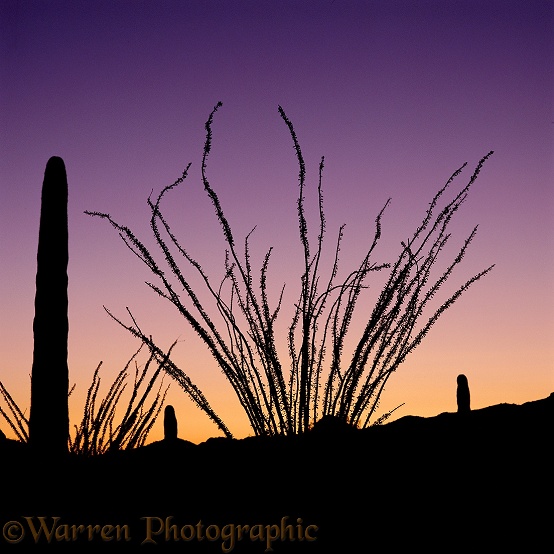 Saguaros (Carnegiea gigantia) and Ocotillos (Fouquieria splendens) at sunrise.  Sonoran Desert, N. America