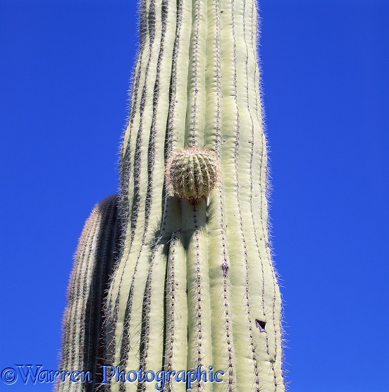 Saguaro Cactus (Carnegiea gigantia).  Sonoran Desert, N. America