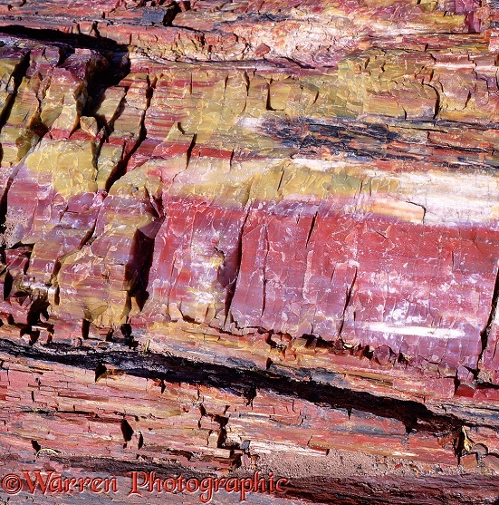 Petrified wood.  Petrified Forest National Park, USA