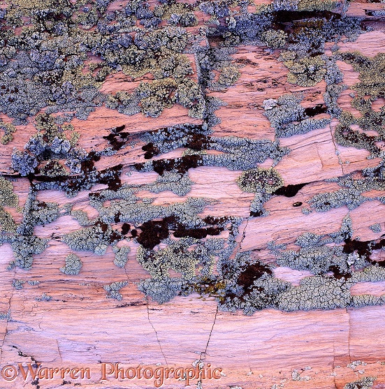 Lichen on petrified wood.  Petrified Forest National Park, USA