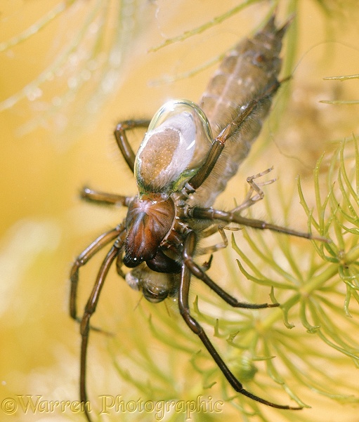 Water Spider (Argyroneta aquatica) feeding on dragonfly nymph.  Europe