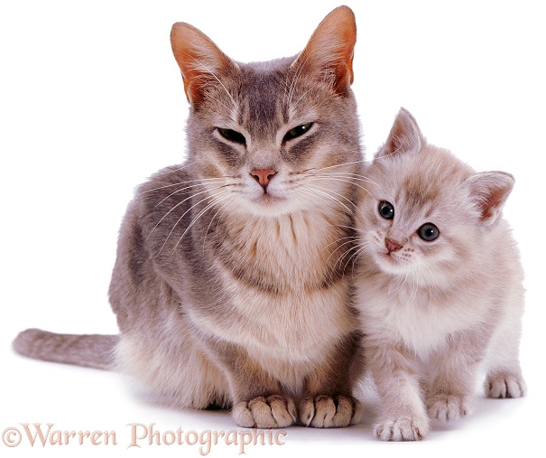 Burmese mother cat, Bella, with her lilac kitten, white background