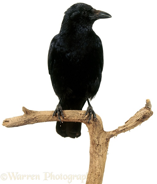 Crow (Corvus corone), white background