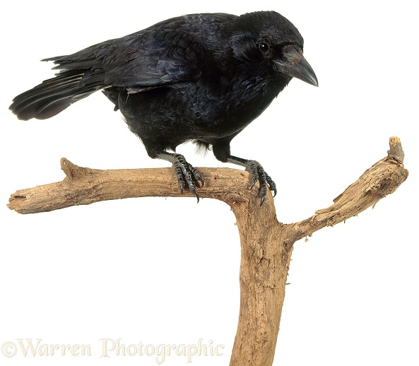 Crow (Corvus corone), white background