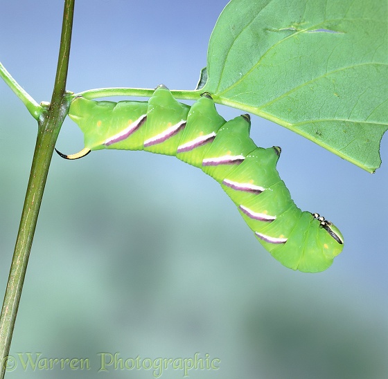 WP03200 Privet Hawk Moth (Sphynx ligustri) caterpillar.