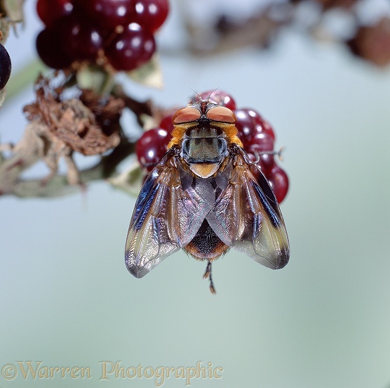Bug Fly (Alophora hemiptera) male.  Europe