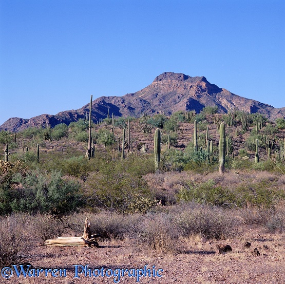 Organ Pipe Cactus Park.  Arizona, USA