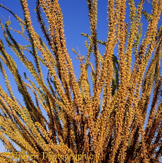 Ocotillo (Fouquieria splendens)