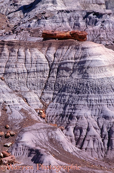 Late Triassic petrified wood and Chinle Formation (clay and sandstone).  Petrified Forest National Park, USA