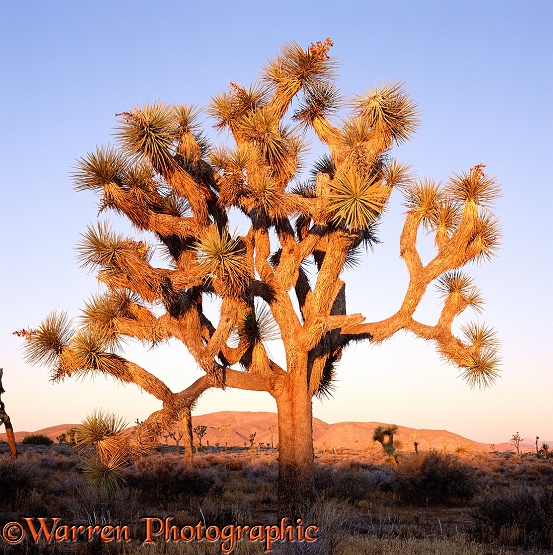 Joshua Tree (Yucca brevifolia).  California, USA