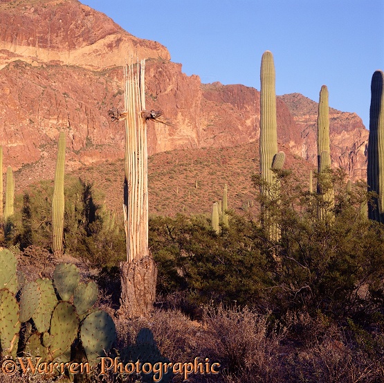 Organ Pipe Cactus Park.  Arizona, USA