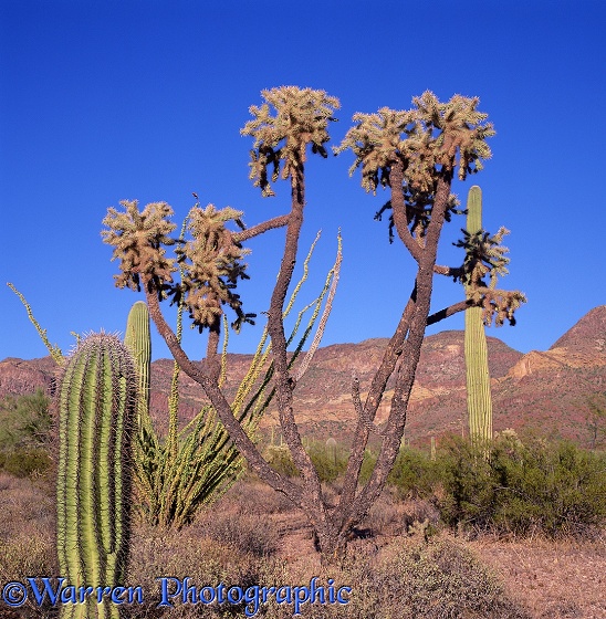 Saguaro (Carnegiea gigantia), Cholla, and Ocotillo (Fouquieria splendens) cacti.  Arizona, USA