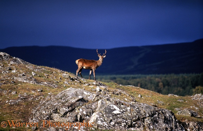 Red Deer (Cervus elaphus) young stag.  Scotland