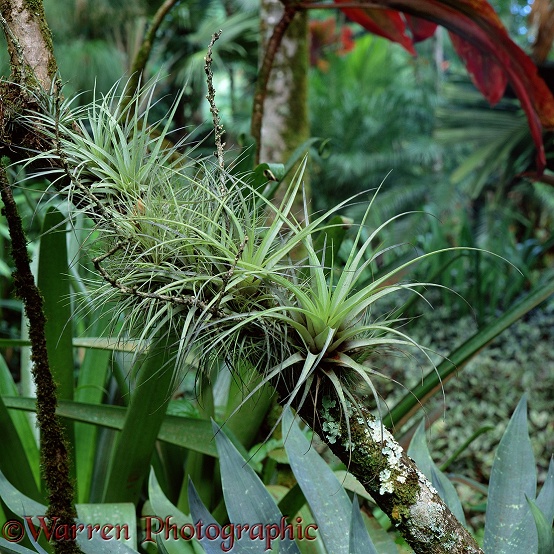 Epiphytic plant.  Hawaii