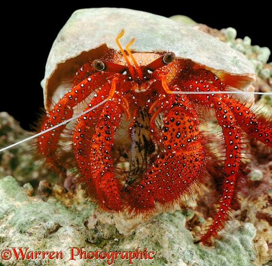 Red Hermit Crab (Dardanus megistos)