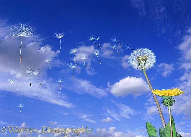 Dandelion (Taraxacum officinale) seeds blowing in the wind