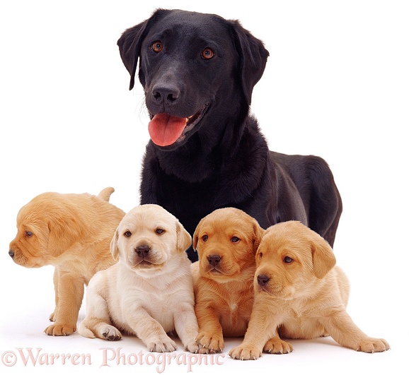 Black Labrador, Poppy, and her yellow puppies, 3 weeks old, white background