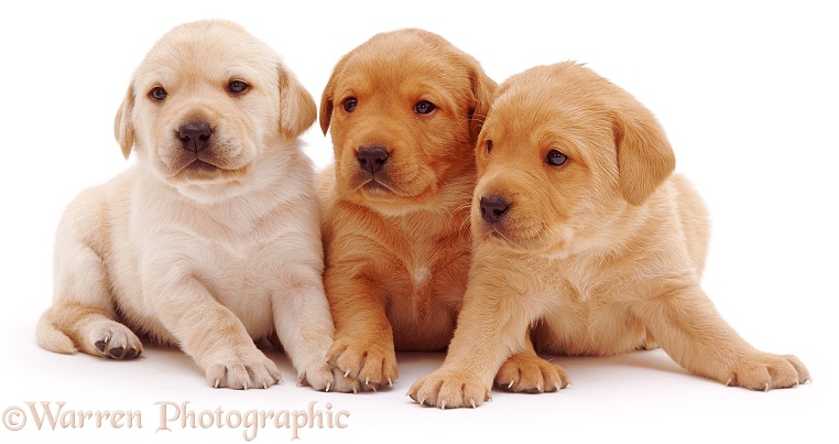 Labrador puppy trio, white background