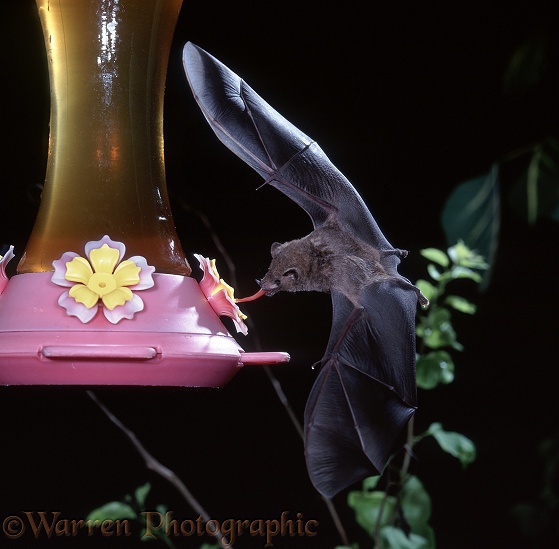 Long-tongued Bat (Glossophaga soricina) drinking from a hummingbird feeder