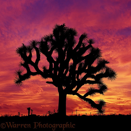 Joshua Tree (Yucca brevifolia) at sunset.  California, USA