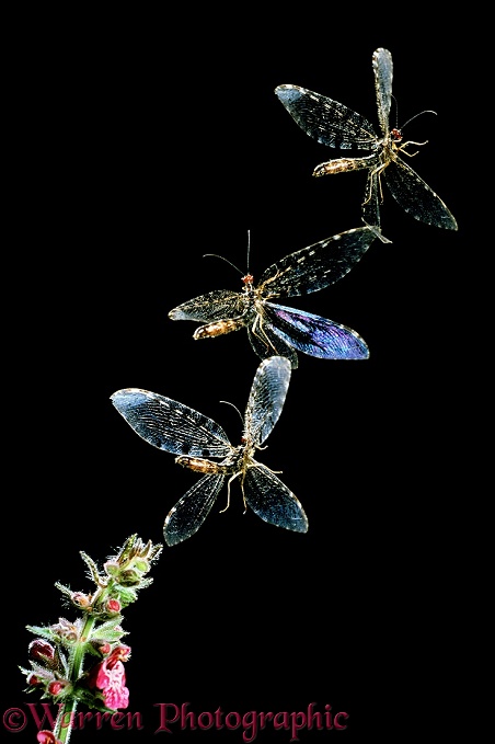 Giant Lacewing (Osmylus fulvicephalus) taking off