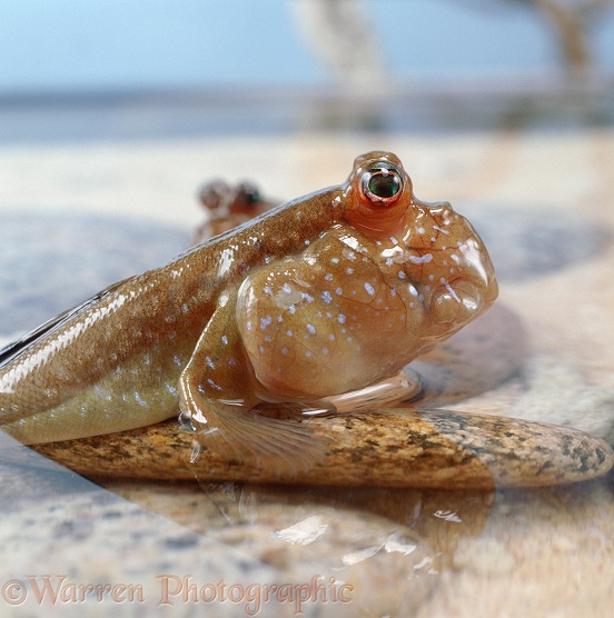 Mudskipper (Periophthalmus barbarus)