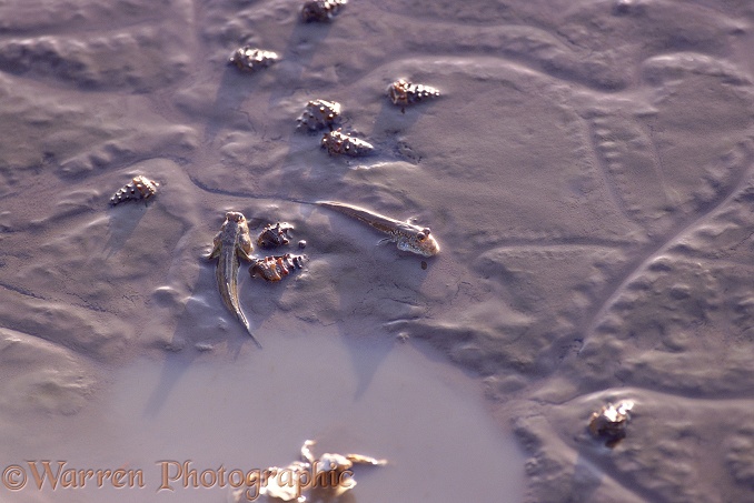 Mudskippers (Periophthalmus barbarus) and Spire Shells (Tympanotonos radula) on mud at low tide.  West Africa