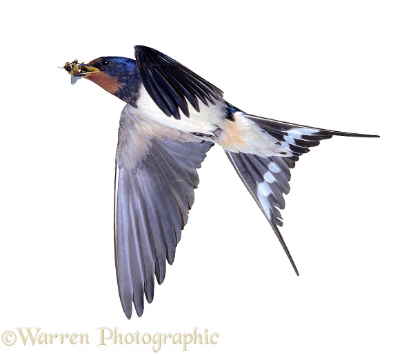 European Swallow (Hirundo rustica) with a drone bee in its beak, white background