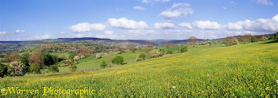 Peak District buttercup meadow.  Derbyshire, England