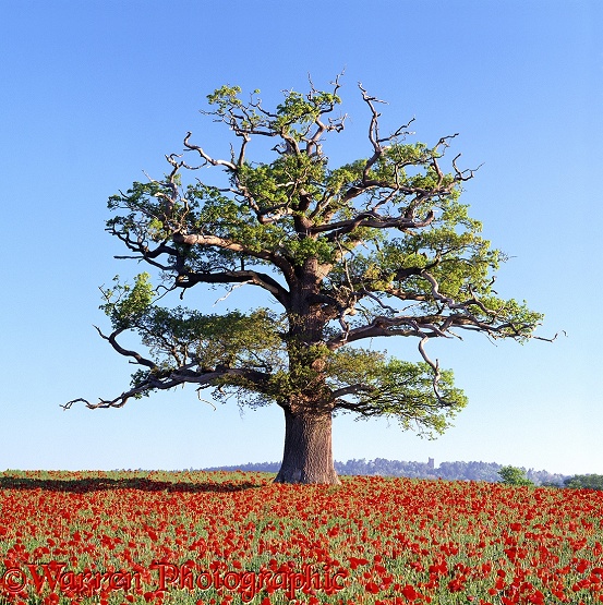 English Oak (Quercus robur) in a field of Common Poppies (Papaver rhoeas). Spring 2002.  Surrey, England