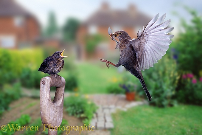 Blackbird (Turdus merula) feeding its chick in garden.  Europe