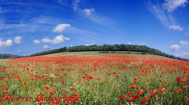 Field of Common Poppies (Papaver rhoeas).  Surrey, England