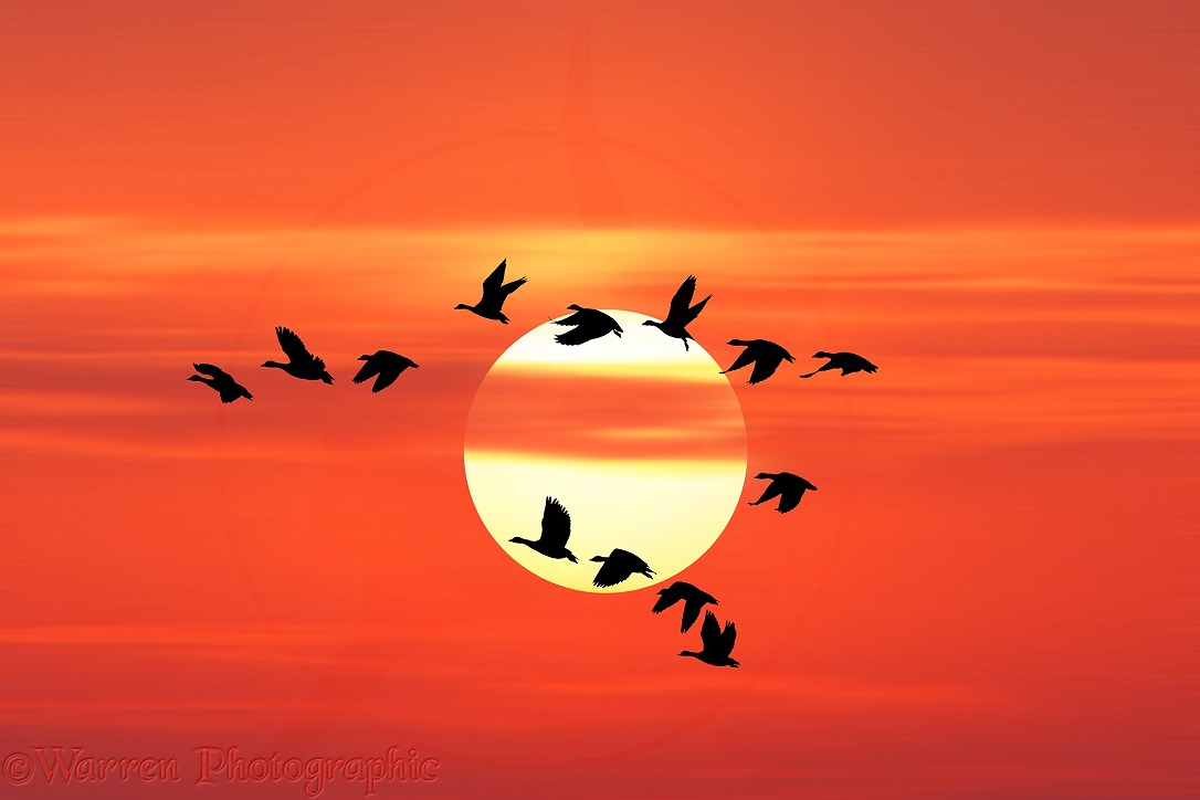 White-fronted Geese (Anser albifrons) flying past the setting sun