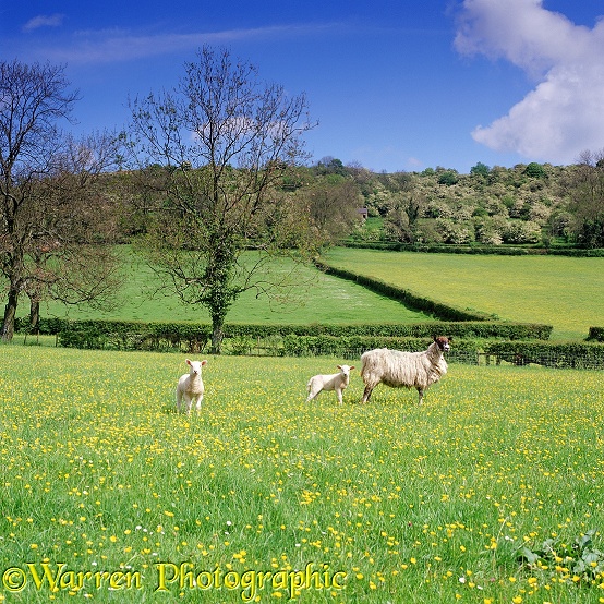 Sheep and lambs in buttercup meadow.  Derbyshire, England
