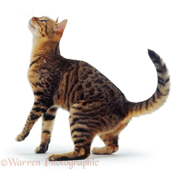 Bengal cat looking up, white background