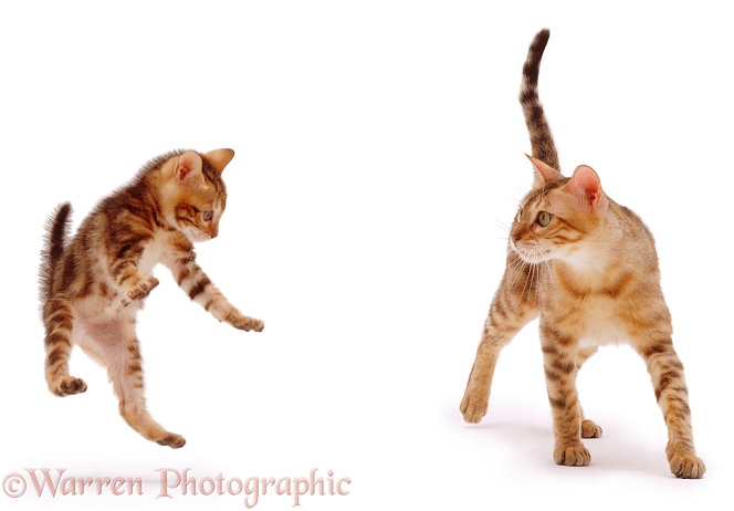 Bengal mother cat, Rasha, and her playful kitten, Spike, white background
