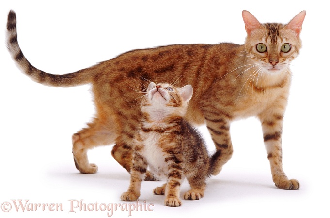 Bengal mother cat, Rasha, and her kitten, Spike, white background