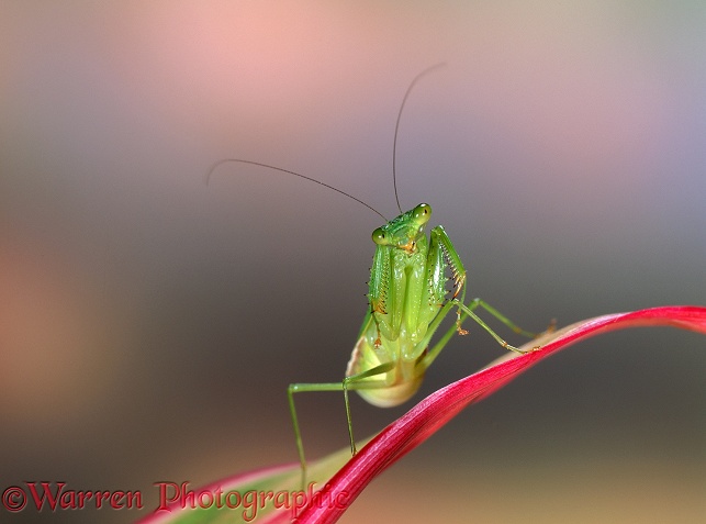 Praying mantis (unidentified) gravid female.  Trinidad, South America