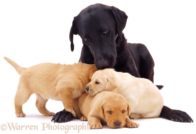 Black Labrador and puppies, white background