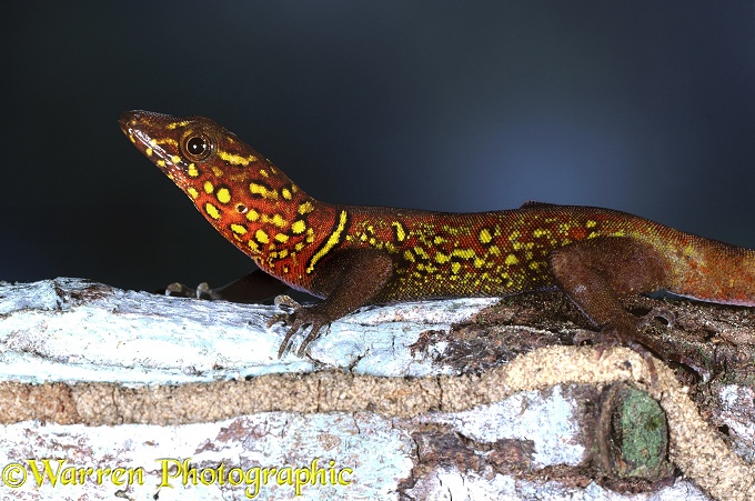 Variegated Gecko (Gonatodes ceciliae).  South America
