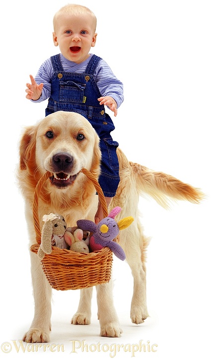 Golden Retriever, Jez, carrying 6-month-old baby Siena's toys in a basket, while she rides on his back, white background
